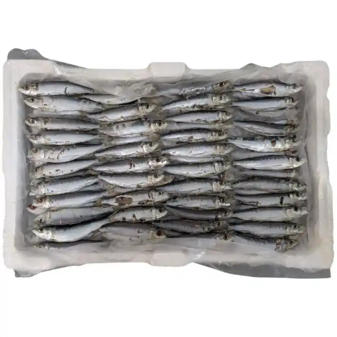 Beperkt Aanbod Sarde di Paranza Fresche Congelate 10kg